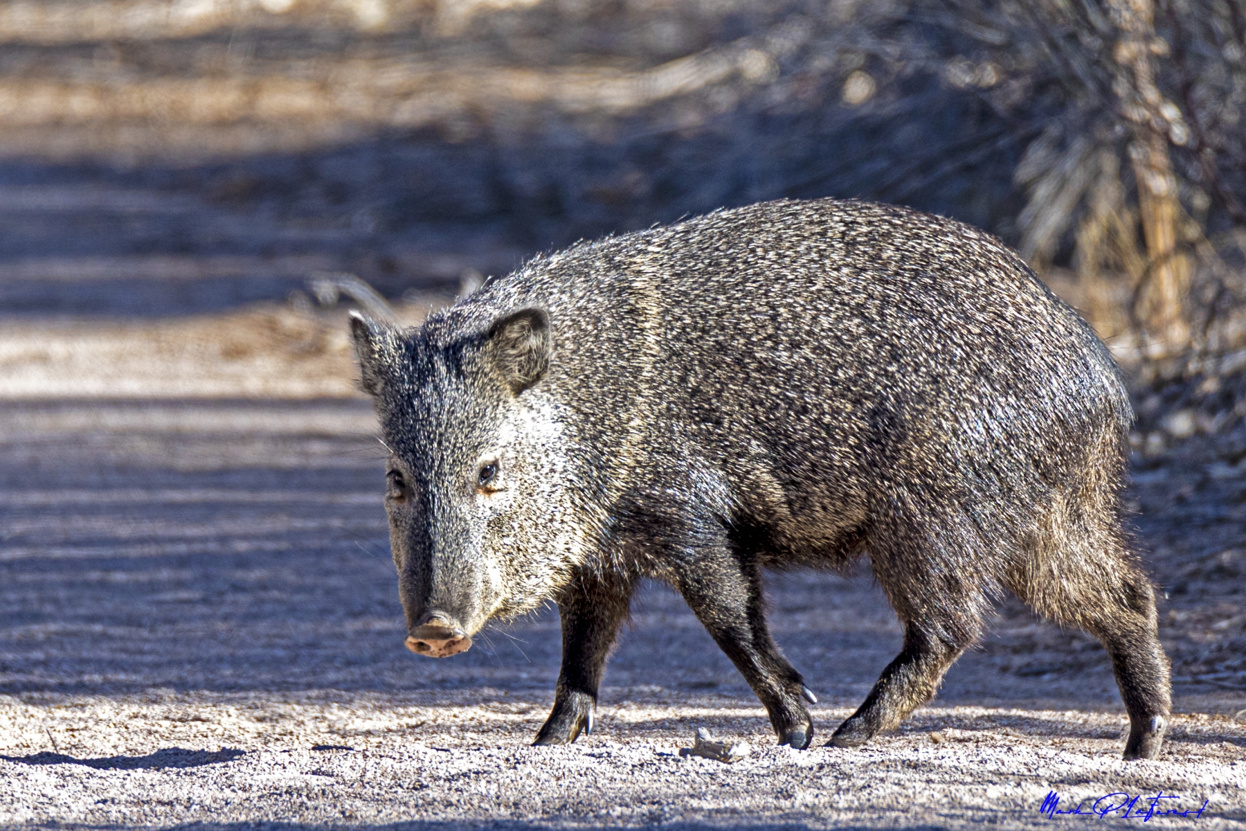 Javelina,  Bosque del Apache, New Mexico
